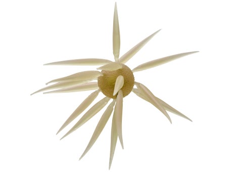 Hideup Coike Fish Elastomer Creature Bait