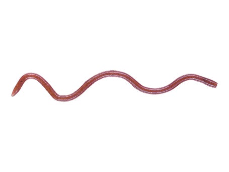 OSP MMZ Worm