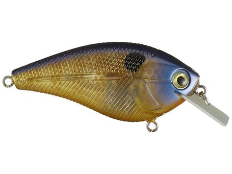 Livingston Primetyme SQ 2.0 Tournament 