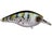 Baby Crappie