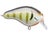 Bold Bluegill