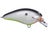 Hot Shad