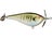 Bull bream