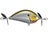 Olive Shad