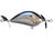Realistic Shad