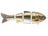 Golden Shiner