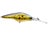 Golden Shiner