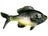 Natural Bluegill
