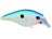 Citrus Shad