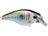 Threadfin Shad