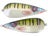 Bluegill
