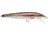 Live Rainbow Trout