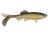 Blue Shiner Gold