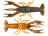 Alabama Craw