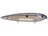 Blue Gizzard Shad