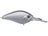 Disco Shad