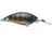 Prism Bluegill