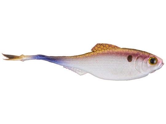 6th Sense Panorama Shad - Tackle Warehouse