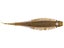 10,000 Fish Yoto Worm 6pk
