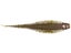 10,000 Fish Yoto Worm 6pk
