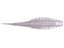10,000 Fish Yoto Worm 6pk