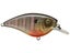 Bluegill Spawn
