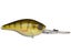 Yellow Perch