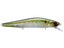 American Shad