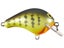 Orange Belly Gill