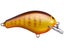 Purple Gill