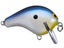 Blue Back Shad