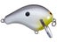 Grey Back Shad