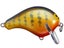 Orange Belly Gill