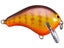 Purple Gill