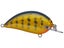 Orange Belly Gill
