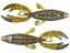 Tilapia