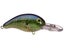 Bluegill