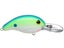 Citrus Shad