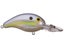 Chartreuse Shad