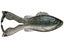 6th Sense BuzzGill 4.0 Creature Bait 6pk