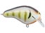Bold Bluegill