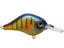 Bluegill