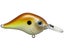 Amber Shad