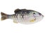HD Crappie