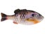 HD Bluegill