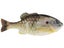 HD Sunfish