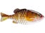 HD Yellow Perch 