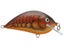 Brown Crawdad