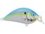 Citrus Shad