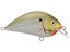 Olive Shad